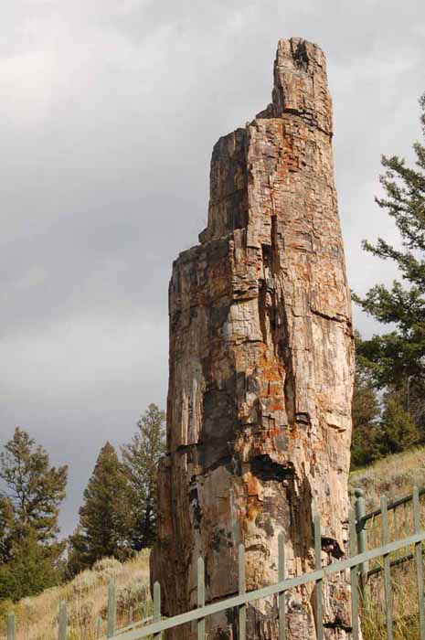 Petrified tree